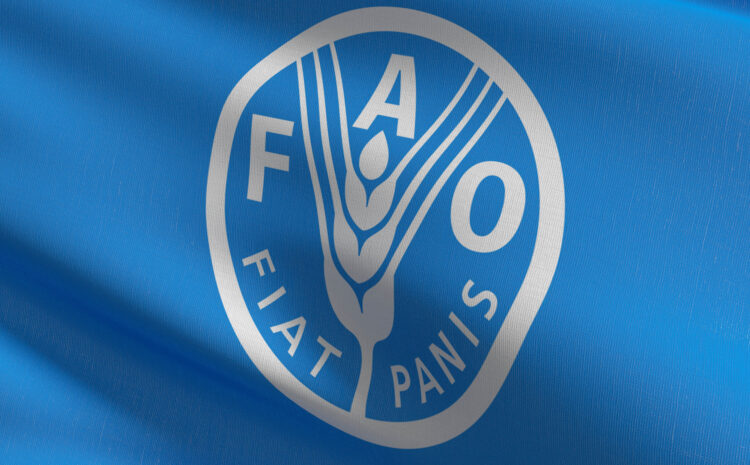 Global rice output in 2024/25 likely to expand by 1.5% to record high of 543.6 million tonnes: FAO